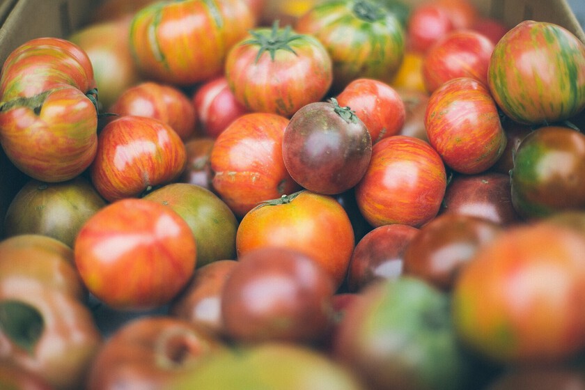 Les experts sont d’accord : "Les tomates perdent leur saveur car de nouvelles variétés qui ne sont pas les traditionnelles apparaissent"