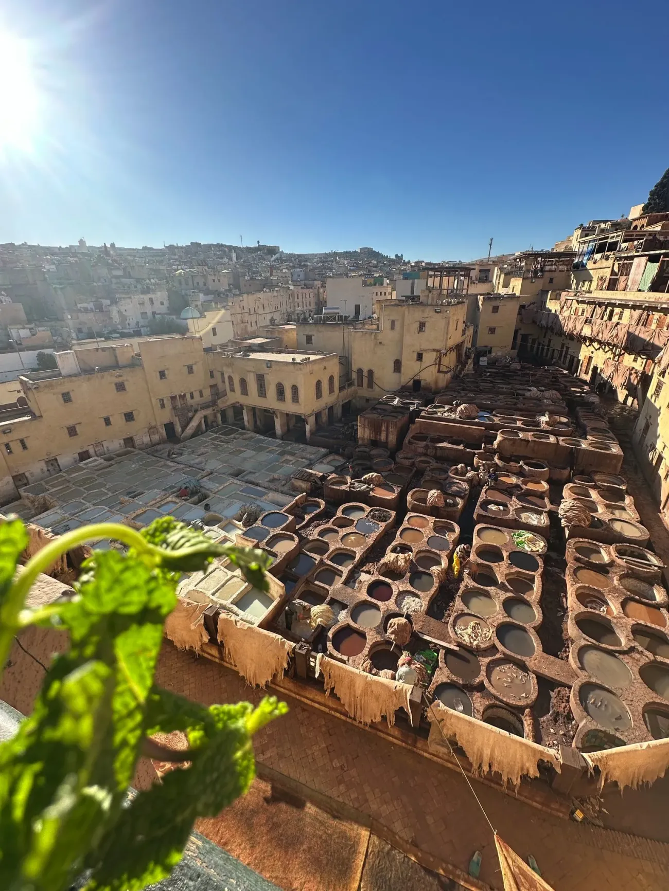 Cuves de teinture de la tannerie Chouara et peaux suspendues avec un brin de menthe au premier plan, horizon de Fès, Maroc.