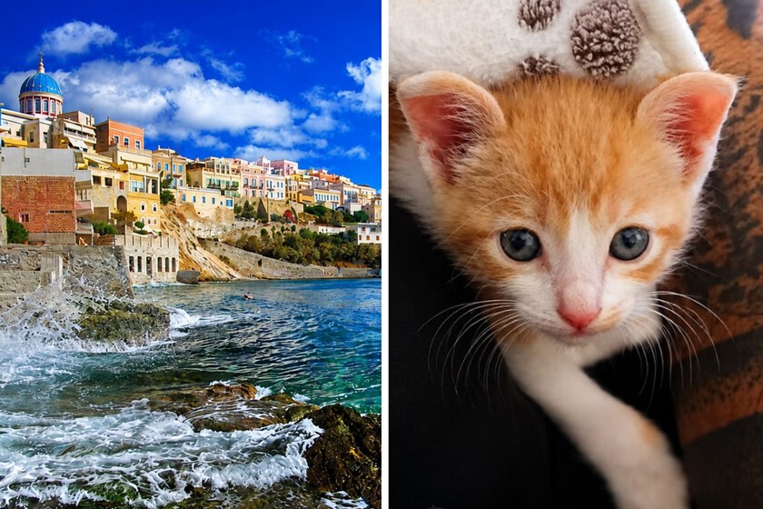 L'île grecque qui ressemble à un paradis pour les chats a une bonne affaire : vous pouvez y vivre gratuitement en échange de prendre soin de vos animaux de compagnie